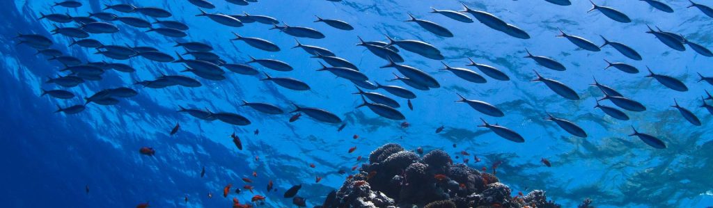 Preservar las poblaciones de peces es una condición de la pesca sostenible - Preserving the fish population is a requirement of sustainable fishing