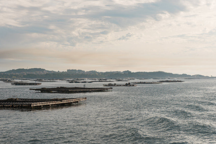 Bateas de mejillones de Galicia en la ría de Arousa - Galician mussel ‘bateas’ in the Arousa estuary