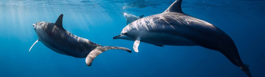 El atún con certificado Dolphin Safe es capturado sin causar daños a los delfines