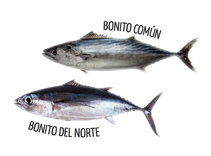 Diferencias entre el bonito del norte (Thunnus Alalunga) y el bonito común (Sarda Sarda)