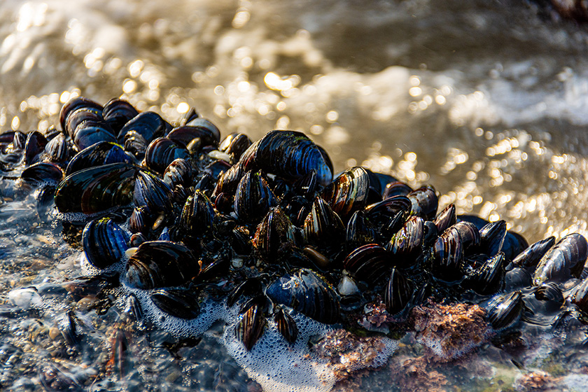 La marea roja en Galicia es un fenómeno natural que afecta a los mejillones