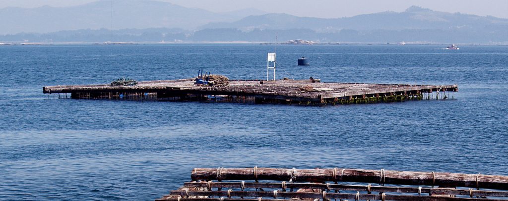 La marea roja en Galicia es un fenómeno natural que afecta a los mejillones