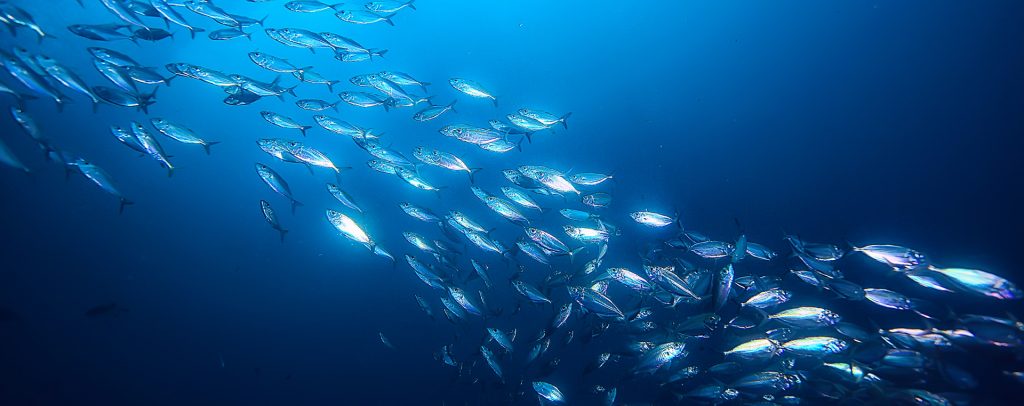La economía azul es un concepto ligado a la sostenibilidad y al papel esencial de los océanos