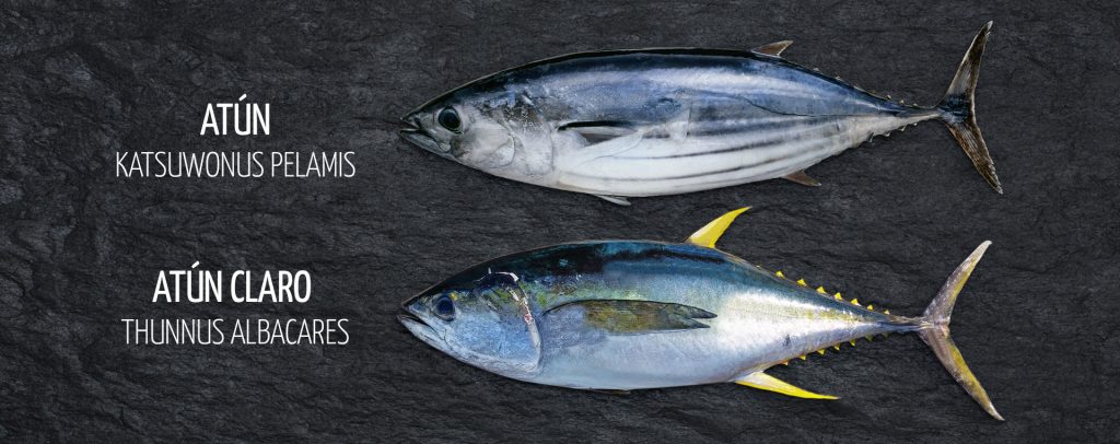 Diferencias entre atún y atún claro, Katsuwonus pelamis vs. Thunnus albacares