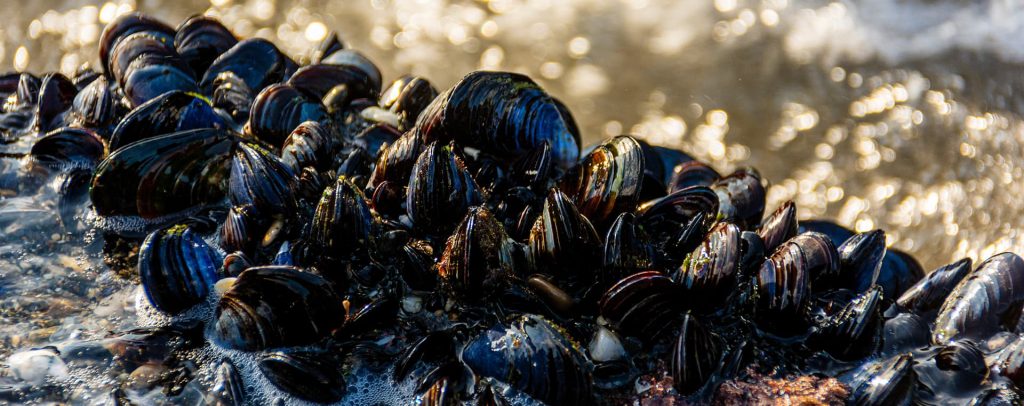 Los mejillones se alimentan de las sustancias que obtienen del plancton al filtrar el agua del mar