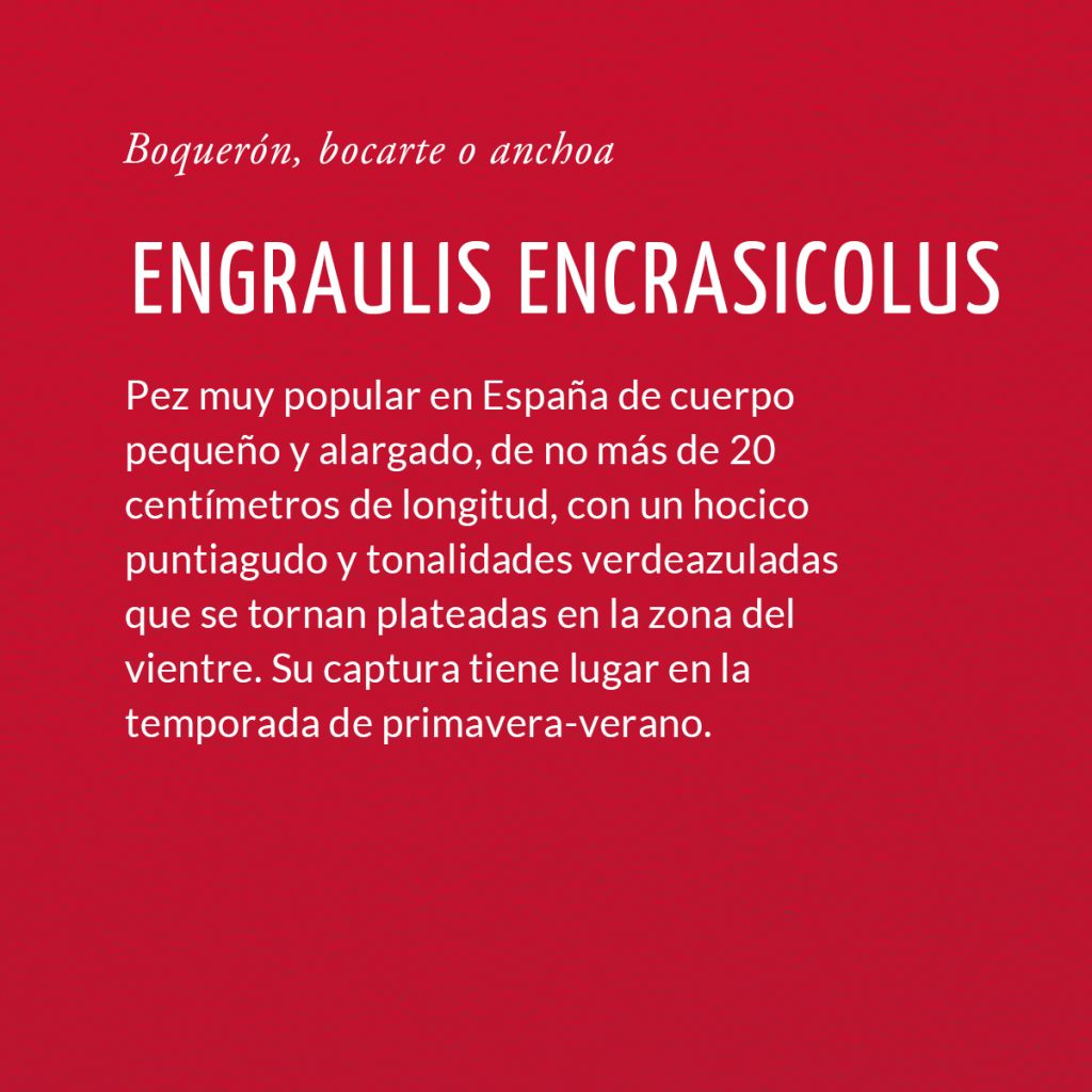 Engraulis encrasicolus – Diccionario de la conserva