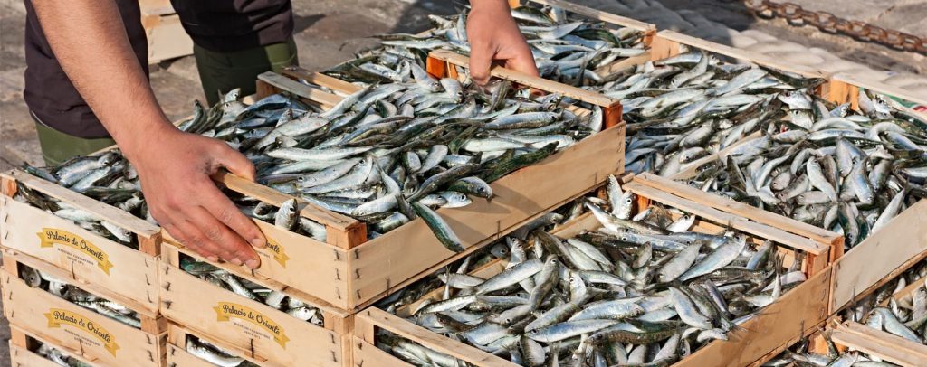 Ejemplares recién capturados durante la temporada de sardinas