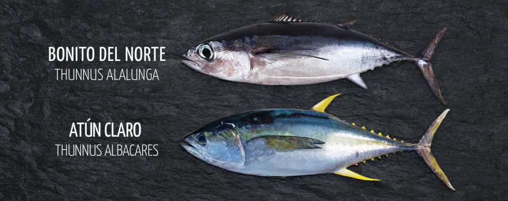 El atún y el bonito del norte son pescados de la misma familia, pero con aspectos que los hacen diferentes