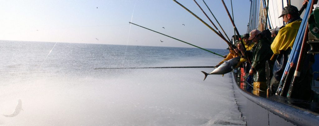 Cómo se pesca el bonito del norte: lanzamiento de cañas desde la cubierta de un bonitero