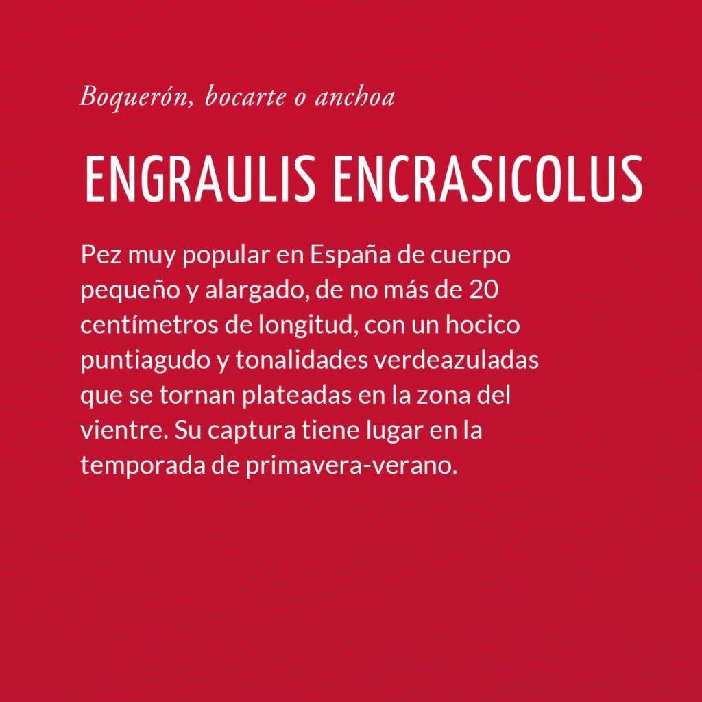 Engraulis encrasicolus, conocido como anchoa o bocarte
