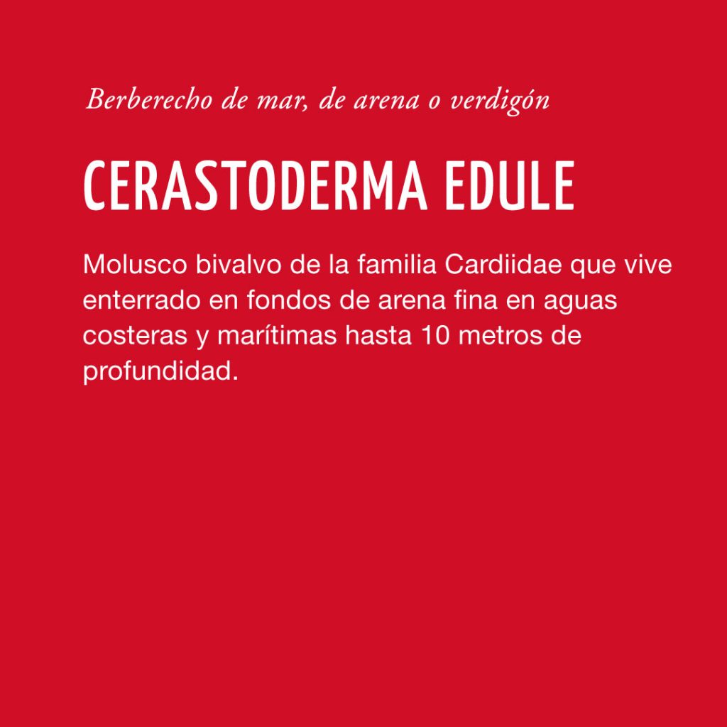 Cerastoderma edule