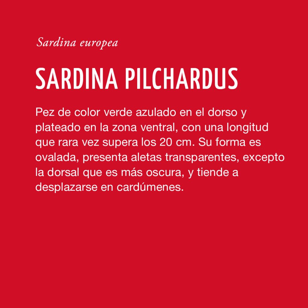 Sardina pilchardus