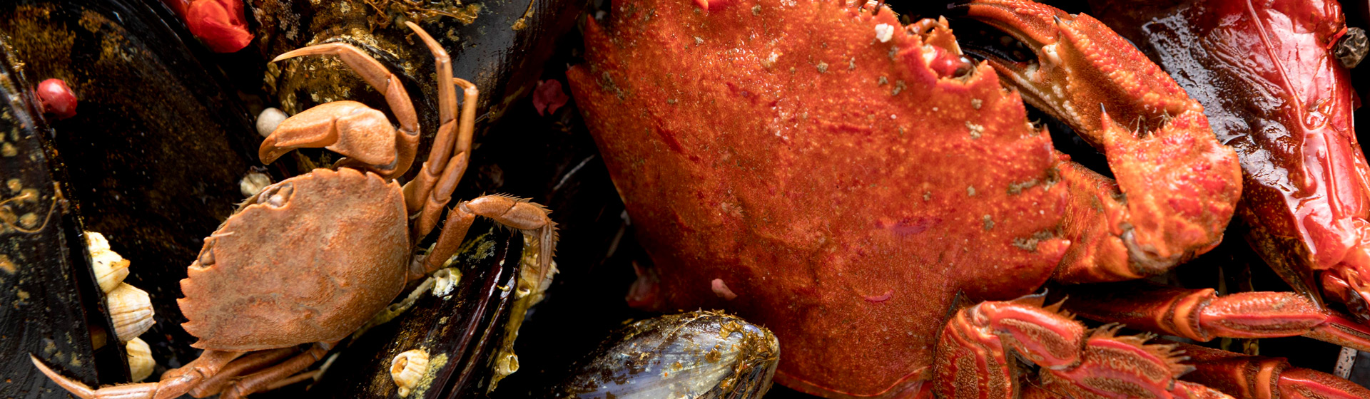 Imagen de fondo para ¿Qué mariscos se pueden comer si se tiene alto el ácido úrico?